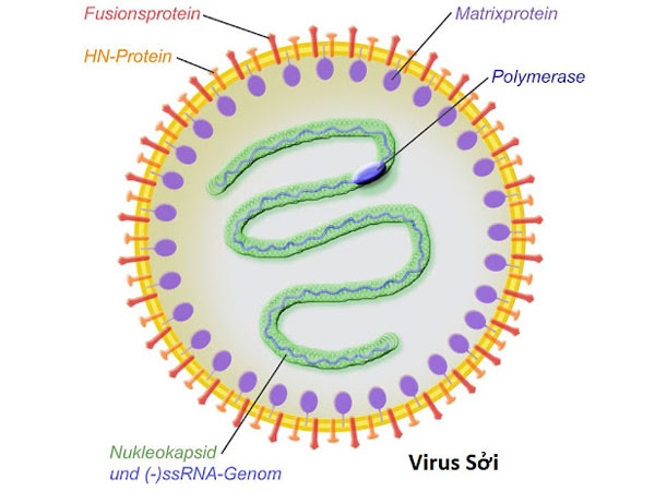 Virus-soi-lay-lan-nhanh-can-co-cach-dieu-tri-benh-soi-khoa-hoc-va-huong-dan-dieu-tri-cua-bac-si-chuyen-khoa.jpg